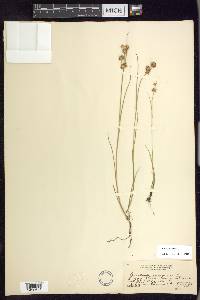 Juncus nodosus image