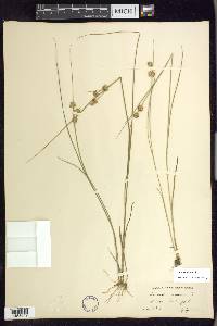 Juncus nodosus image