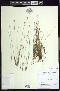 Juncus triglumis image