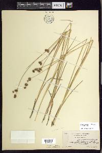 Juncus nevadensis var. nevadensis image