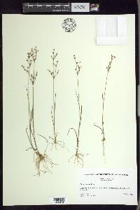 Juncus debilis image