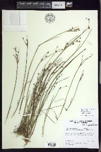 Juncus articulatus image