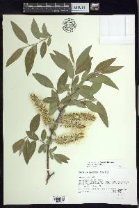 Salix myricoides image