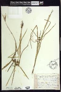 Sparganium emersum image