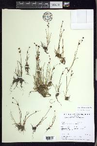 Juncus alpinoarticulatus image