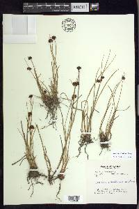 Juncus mertensianus image