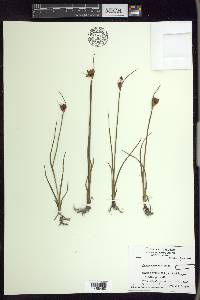 Juncus castaneus image