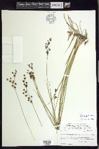 Juncus nevadensis image