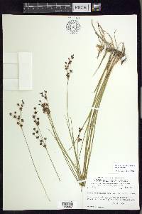 Juncus nevadensis var. nevadensis image