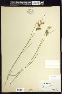 Juncus nodosus image