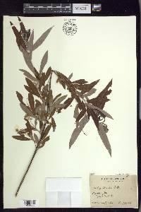 Salix caroliniana image