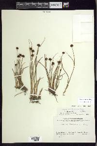 Juncus mertensianus image