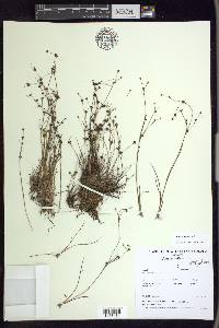 Juncus bulbosus image