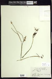 Juncus nodosus image