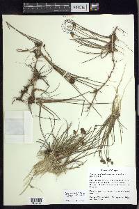 Juncus nevadensis var. inventus image