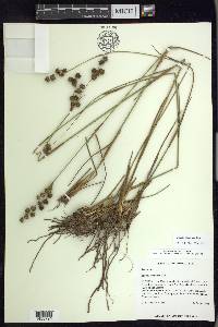 Juncus scirpoides image