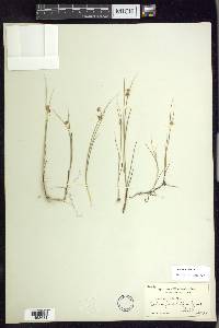 Juncus nodosus image