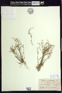 Juncus pelocarpus image