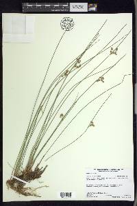 Juncus filiformis image