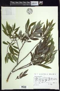 Salix petiolaris image