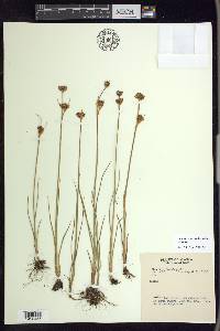 Juncus castaneus subsp. castaneus image