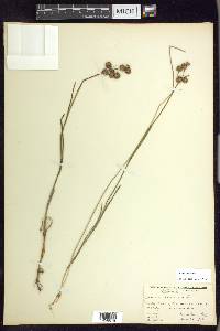 Juncus nodosus image