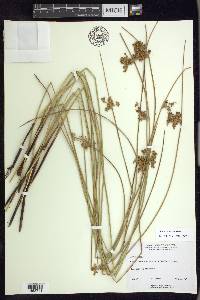 Juncus pylaei image