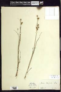 Juncus scirpoides image