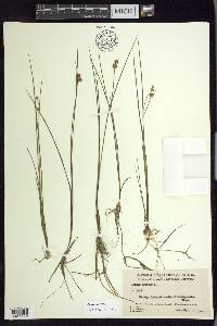 Juncus nodosus image