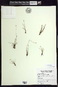 Juncus triglumis image