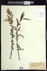 Salix caroliniana image