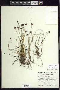 Juncus mertensianus image