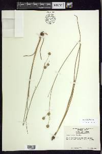 Juncus scirpoides image