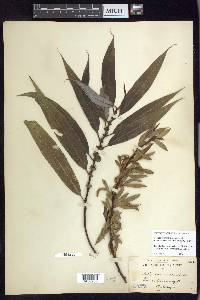 Salix lasiandra image