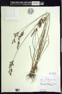 Juncus elliottii image