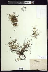 Juncus repens image