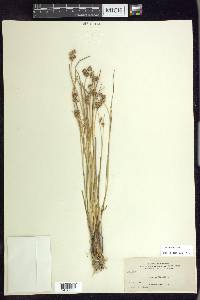 Juncus nodosus image