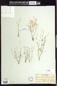 Juncus bufonius var. bufonius image