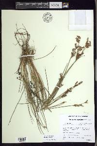 Juncus brevicaudatus image