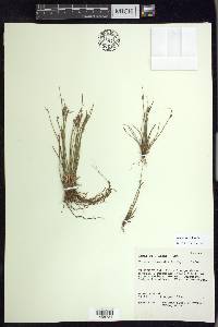 Juncus parryi image