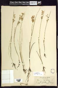 Juncus nodosus image