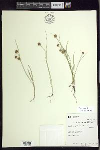 Juncus nodosus image