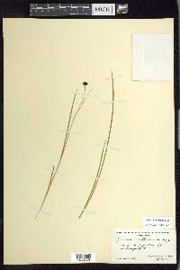 Juncus mertensianus image