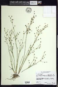 Juncus alpinoarticulatus image