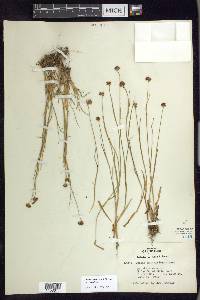 Juncus nevadensis image