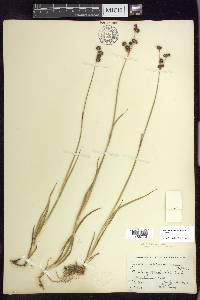 Juncus ensifolius var. montanus image