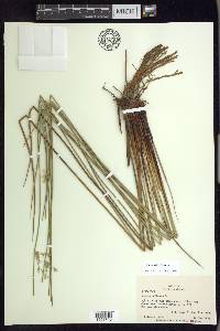 Juncus pylaei image