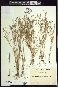 Juncus bufonius var. congestus image