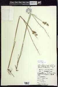 Juncus nodosus image