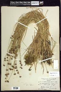 Juncus ensifolius var. montanus image